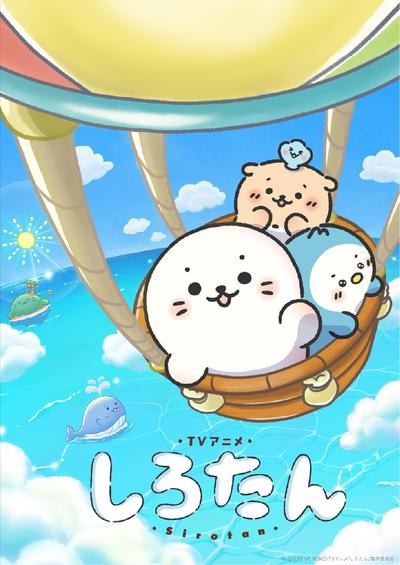 海豹小白