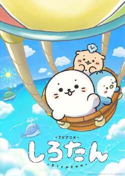 海豹小白